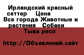 Ирландский красный сеттер. › Цена ­ 30 000 - Все города Животные и растения » Собаки   . Тыва респ.